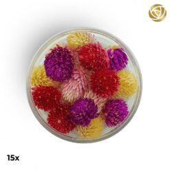 Special Blüten Kugelamarant Mix 15 Stk.