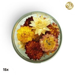 Special Blüten Strohblumen Mix 15 Stk.