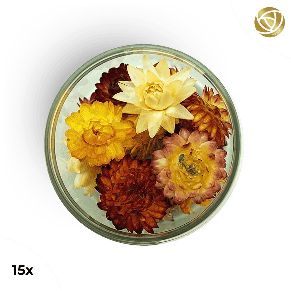 Special Blüten Strohblumen Mix 15 Stk.